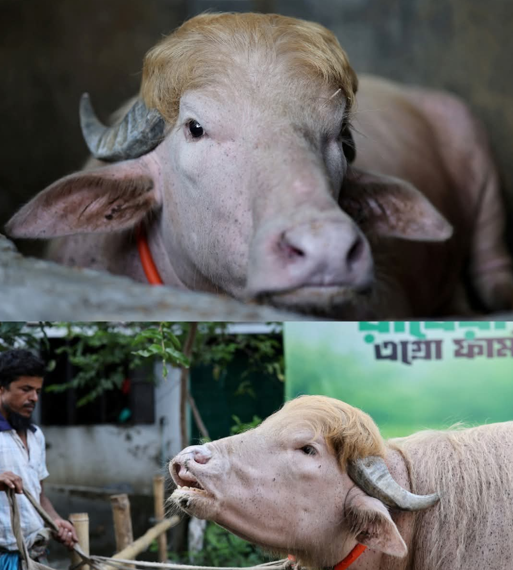 Albino Buffalo